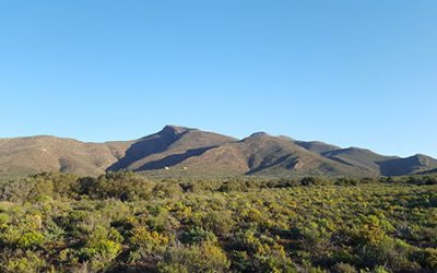 Restoring arid riparian zones in the Rooiberg Breederiver Conservancy
