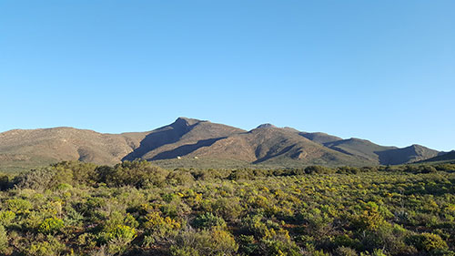 Restoring arid riparian zones in the Rooiberg Breederiver Conservancy